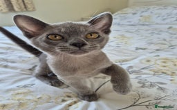Burmese cats for sale: Gorgeous Blue Male Burmese Kitten - Image 2