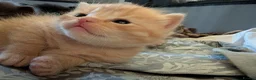 Mixed Breed cats for sale: Adorable Kittens Looking for Their Forever Homes - Advert 10