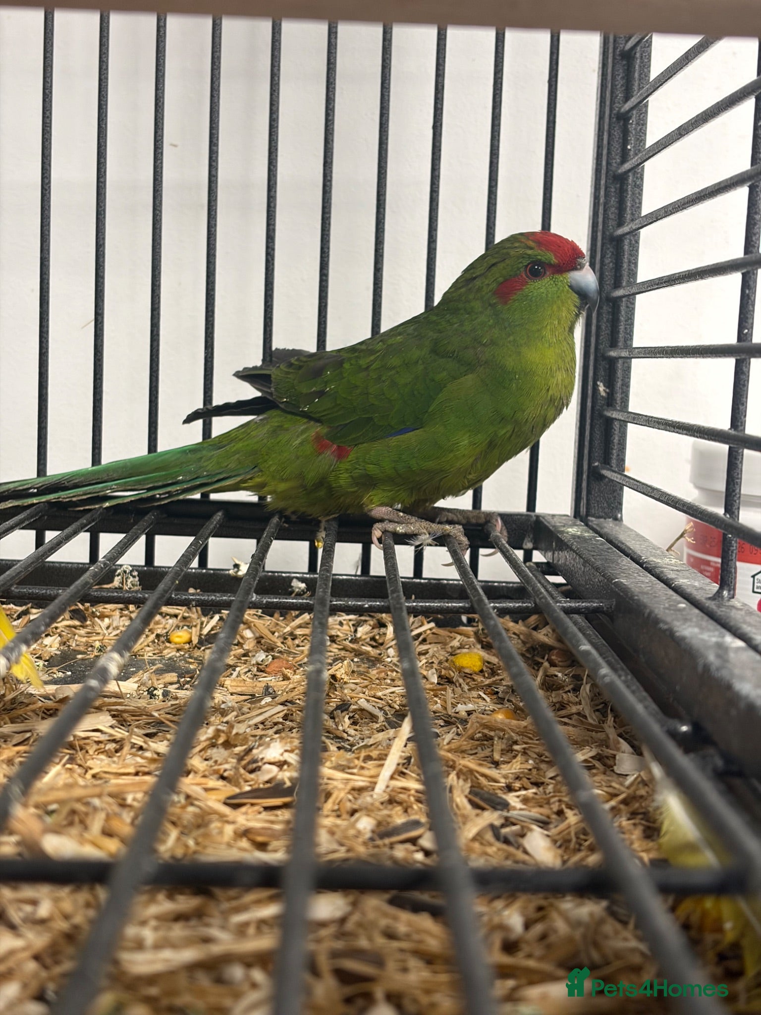 Parakeets birds Stunning Various Baby Green Kakarikis - Advert 3