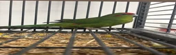 Parakeets birds for sale: Stunning Various Baby Green Kakarikis - Advert 1