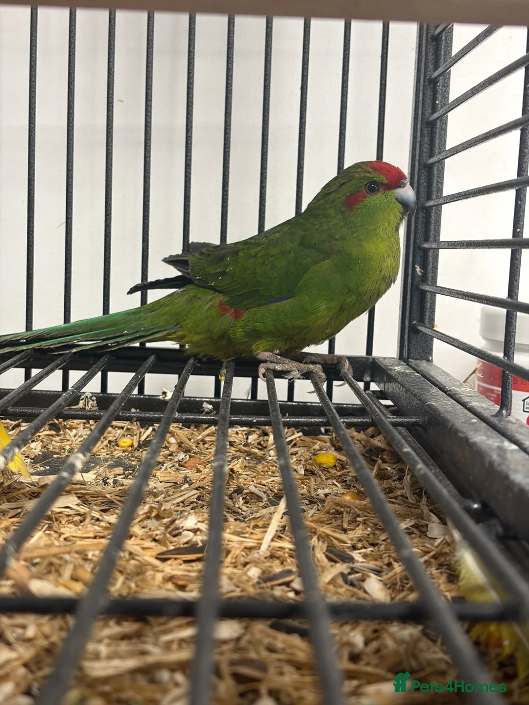 Parakeets birds for sale: Stunning Various Baby Green Kakarikis - Advert 1
