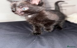 Mixed Breed cats for sale: 3 beautiful kitten  - Image 5