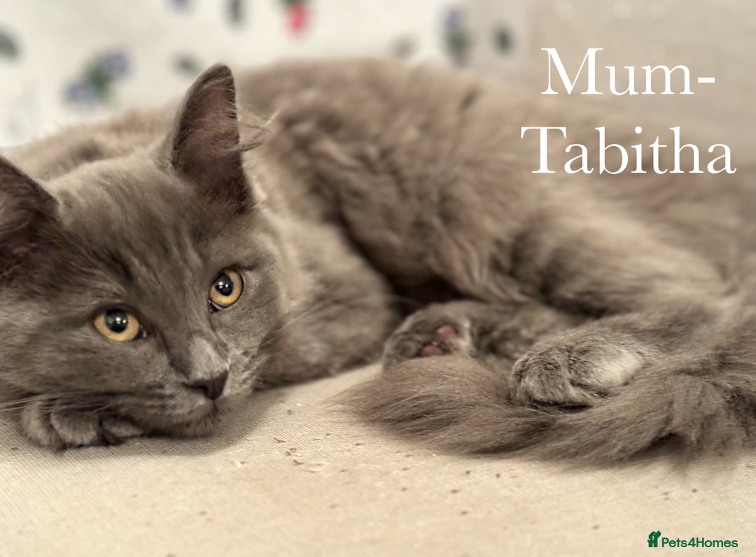 Ragdoll cats for sale: Ragdoll X British Blue beauties - Advert 11