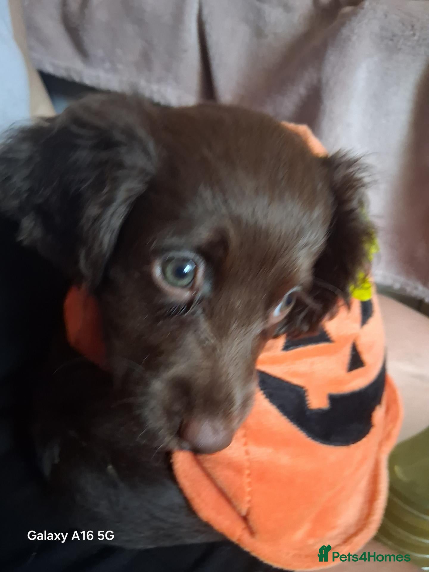 Cockapoo dogs Spaniel puppies - Advert 14