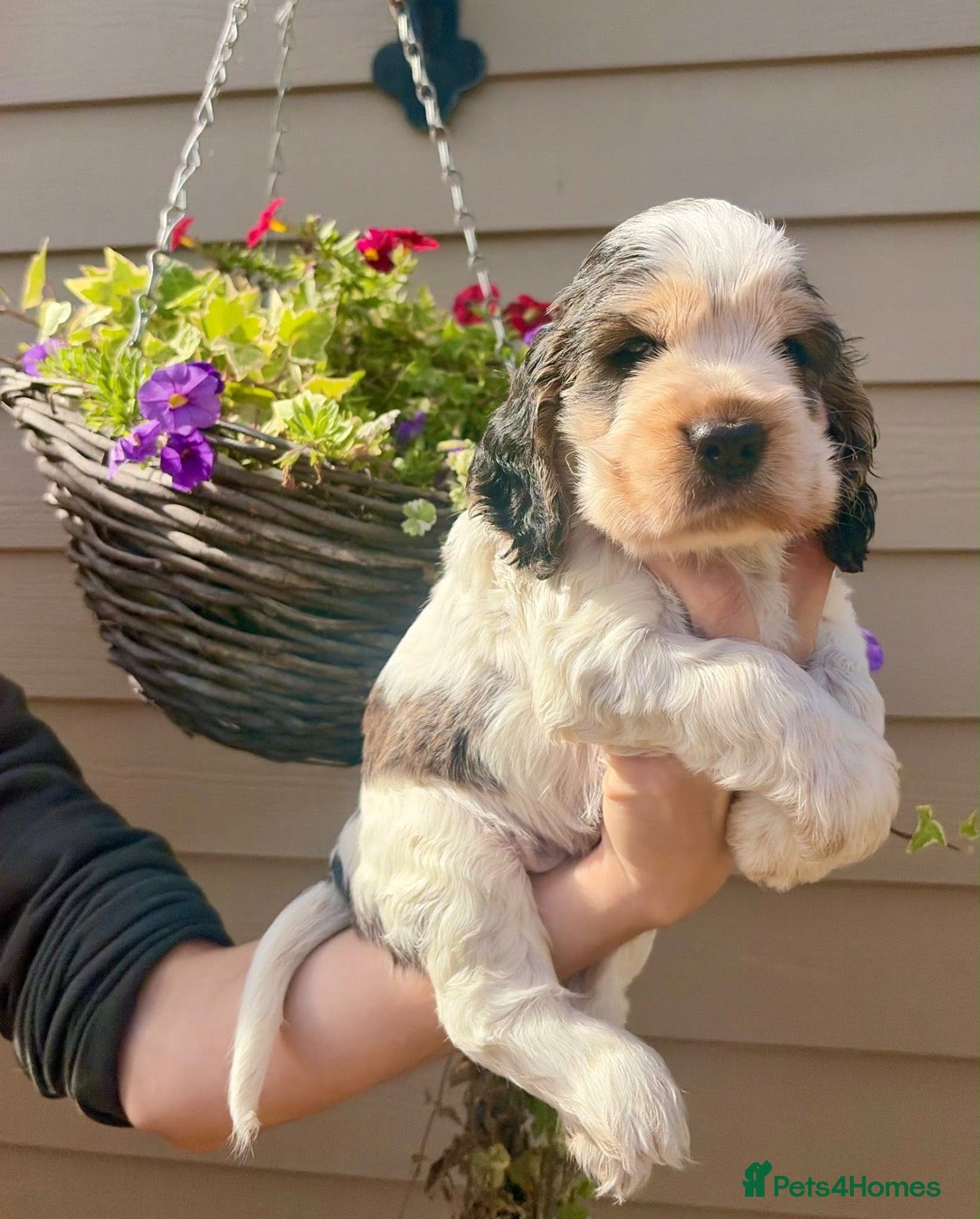 Cocker Spaniel dogs Champion Bloodlines Show Type Cocker Spaniels - Advert 2