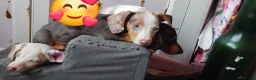 Miniature Dachshund dogs for sale: Miniature dachunds - Advert 13