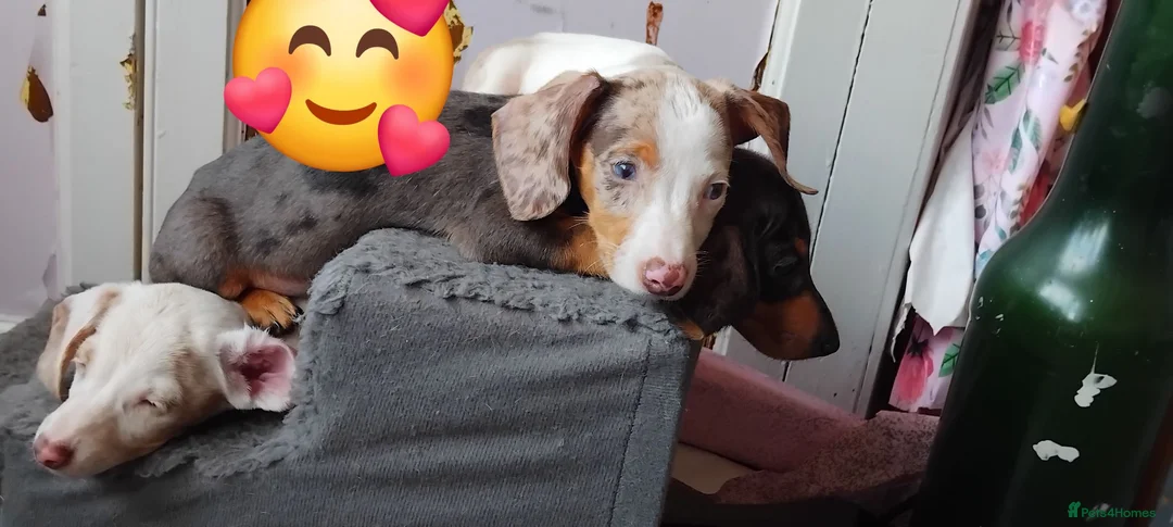 Miniature Dachshund dogs for sale: Miniature dachunds - Advert 13