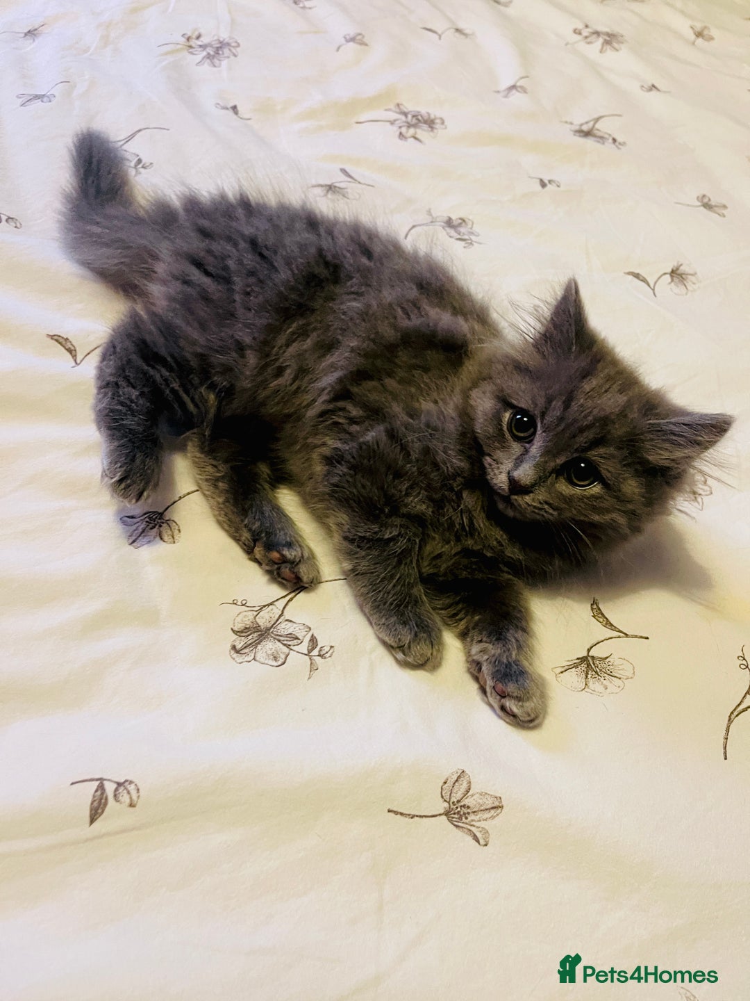 British Shorthair cats for sale: 🌟Gorgeous Male British Shorthair Kitten 🌟 - Advert 3