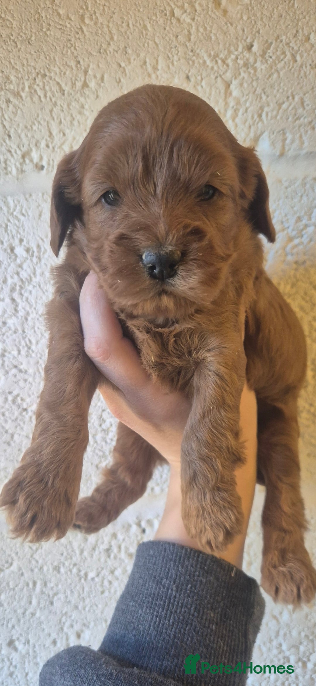 Cockapoo dogs *EXTENSIVELY HEALTH TESTED F1 SHOW COCKERPOO* - Advert 14