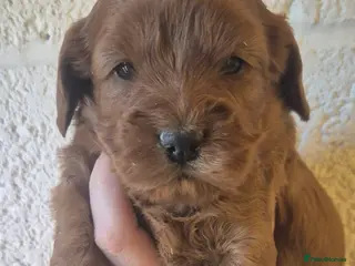 Cockapoo dogs *EXTENSIVELY HEALTH TESTED F1 SHOW COCKERPOO* - Advert 14