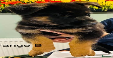 German Shepherd dogs - Advert 4