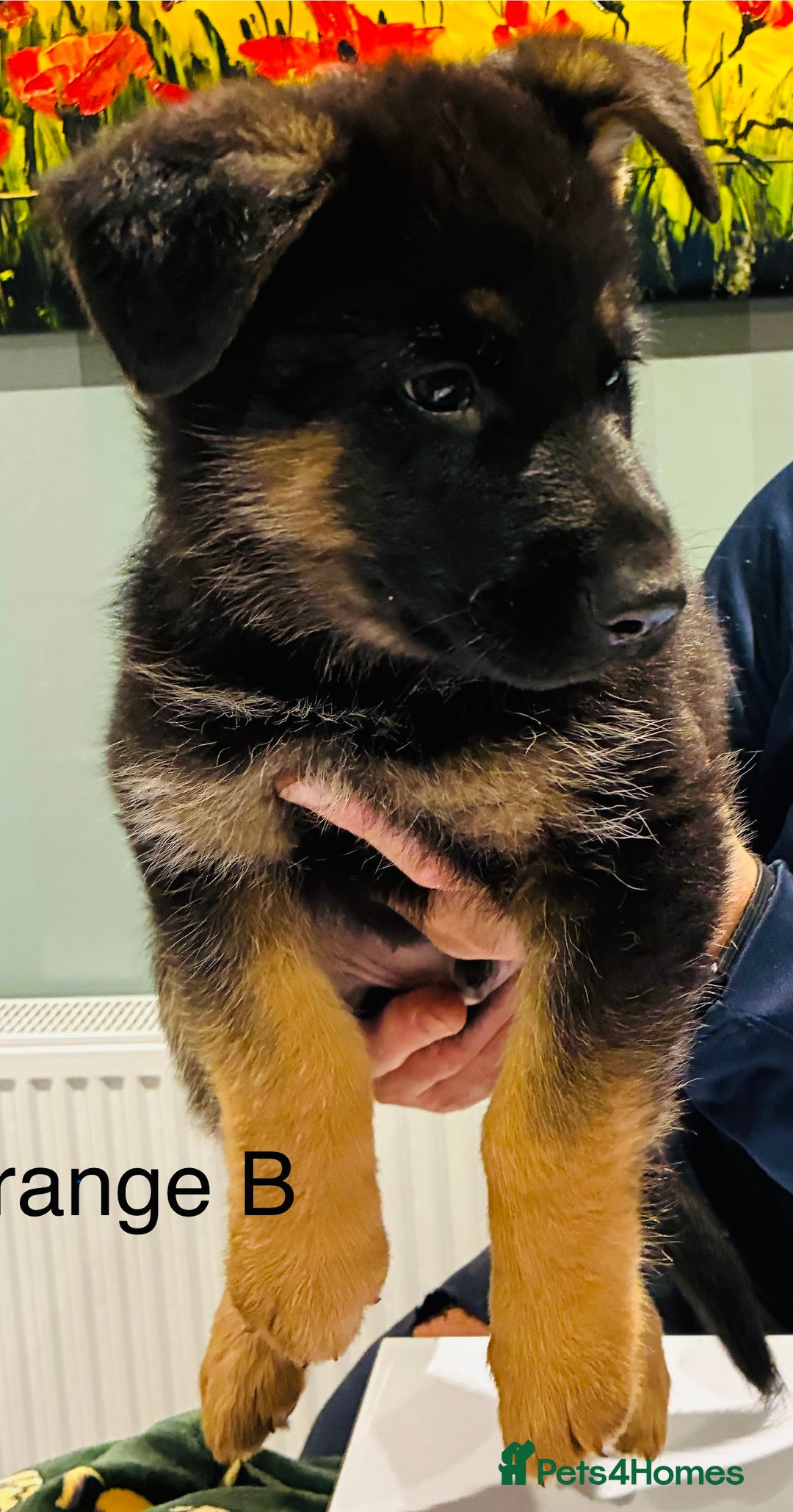 German Shepherd dogs for sale: German Shepherd pups for sale  - Image 2