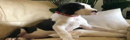 Great Dane dogs for sale: Lovely Damarkann Great Dane Puppies - Advert 4