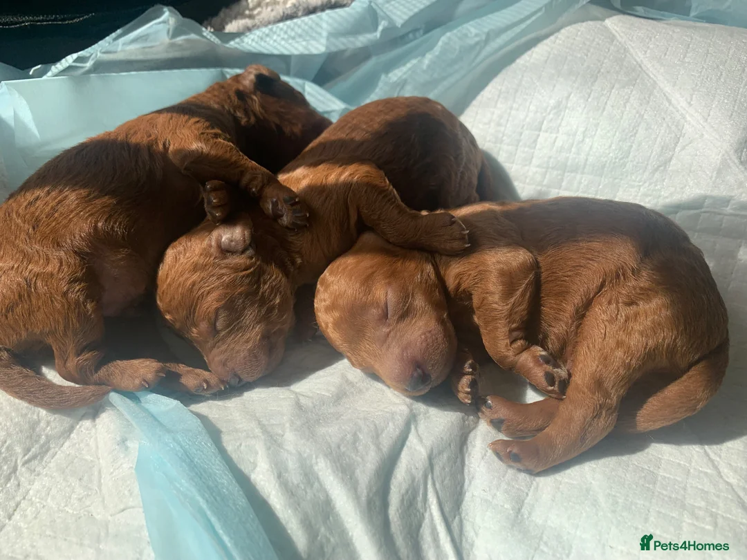 Miniature Poodle dogs for sale: Small Miniature Poodles in Northolt - Advert 11