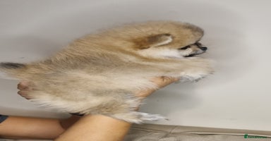 Pomeranian dogs - Advert 3