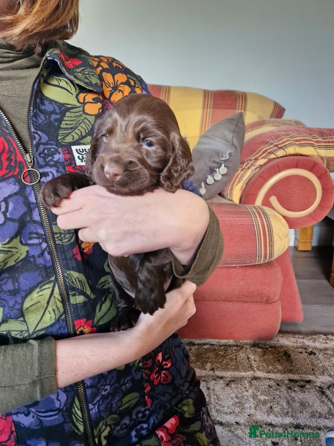 Cocker Spaniel dogs for sale: KC working cocker spaniels pups - Image 8