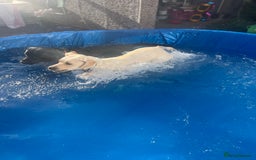 Labrador Retriever dogs for sale: Labrador puppies  - Image 6