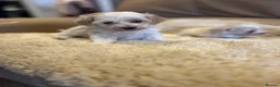Maltipoo dogs for sale: Stunning little Maltipoo puppies  - Advert 9