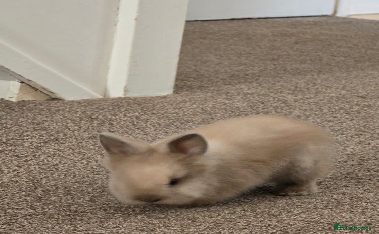 Mini Lion Lop rabbits - Advert 1