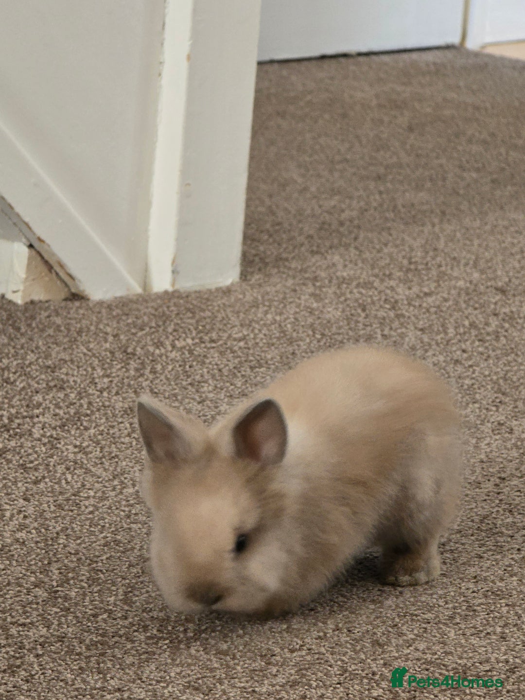 Mini Lion Lop rabbits for sale: Rabbit +cage - Image 1