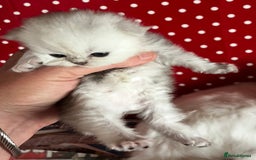 Persian cats for sale: persian chinchilla kittens  - Image 2