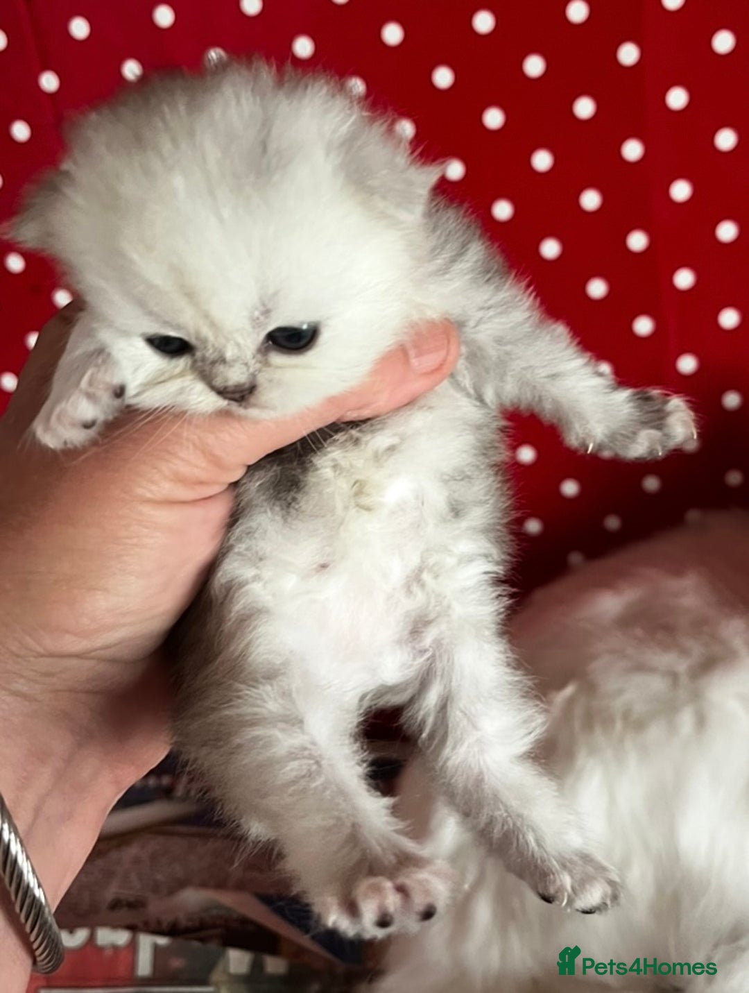 Persian cats for sale: persian chinchilla kittens  - Image 2