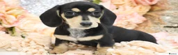 Miniature Dachshund dogs for sale: KC Miniature Dachshund Puppies - Advert 16