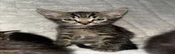 Mixed Breed cats for sale: 6 Adorable Kittens For Sale (To Leave by 17 June) - Advert 4