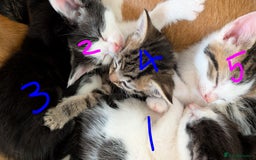 British Shorthair cats for sale: Kittens for sale - Image 4