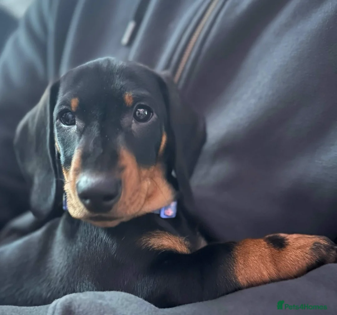 Dachshund dogs for sale: 6 Month Old KC Registered Female Dachshund  in Campbeltown - Advert 2