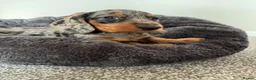 Miniature Dachshund dogs for sale: Miniature dachshund  - Advert 5