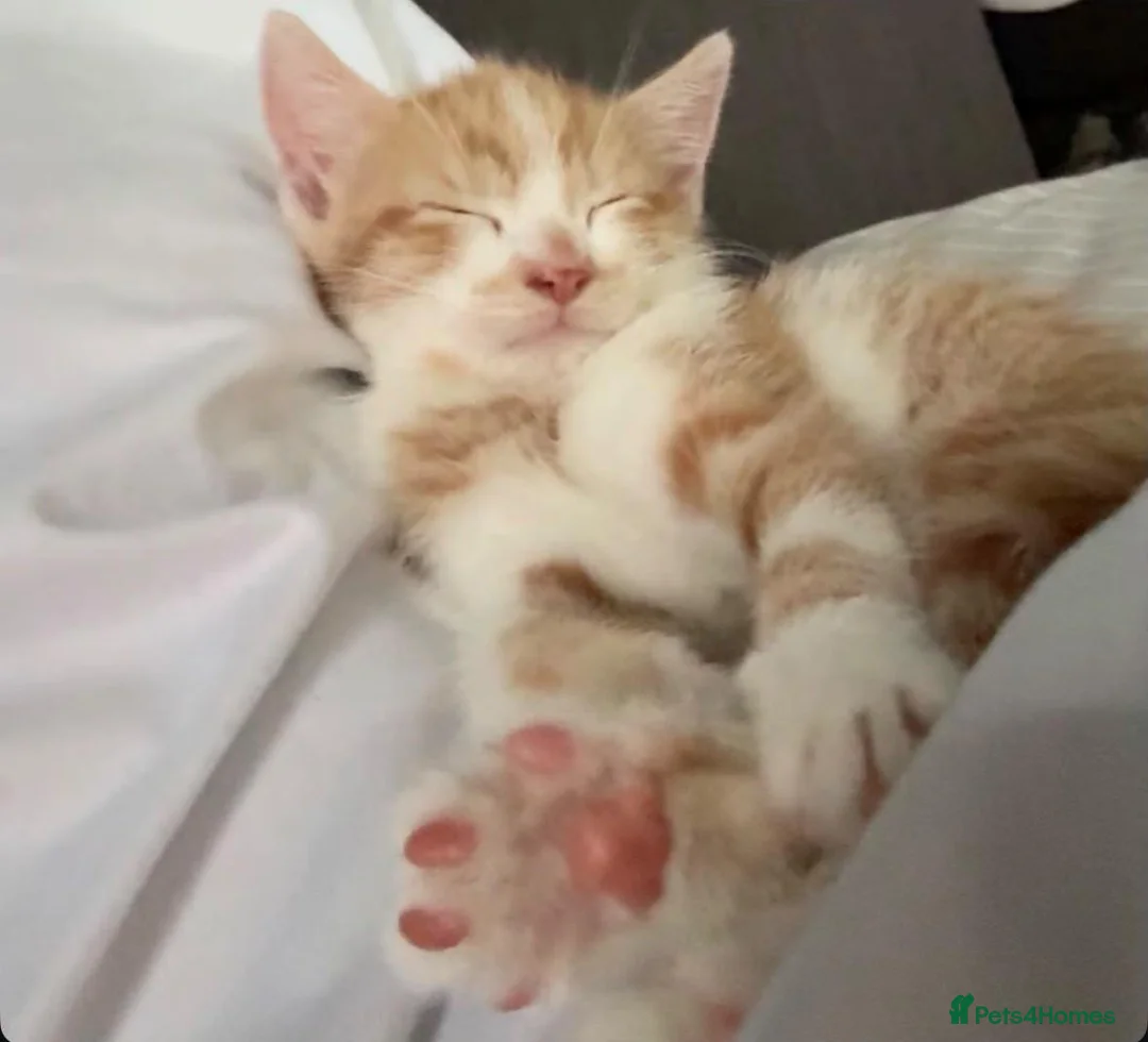 Mixed Breed cats for sale: Ginger and white male kitten  - Advert 2