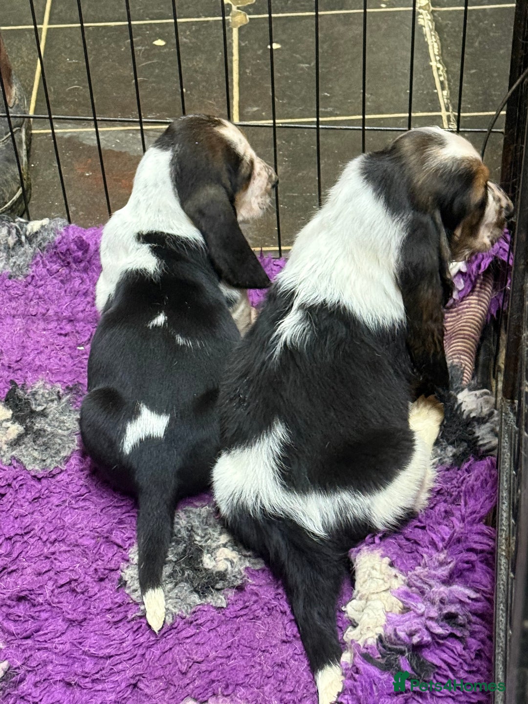 Basset Hound dogs for sale: Tri coloured basset puppies  - Advert 1