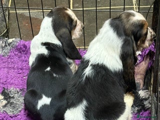 Basset Hound dogs Tri coloured basset puppies - Advert 3