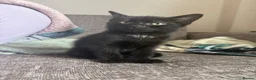 Mixed Breed cats for sale: 2 kittens ready for new homes  - Advert 5