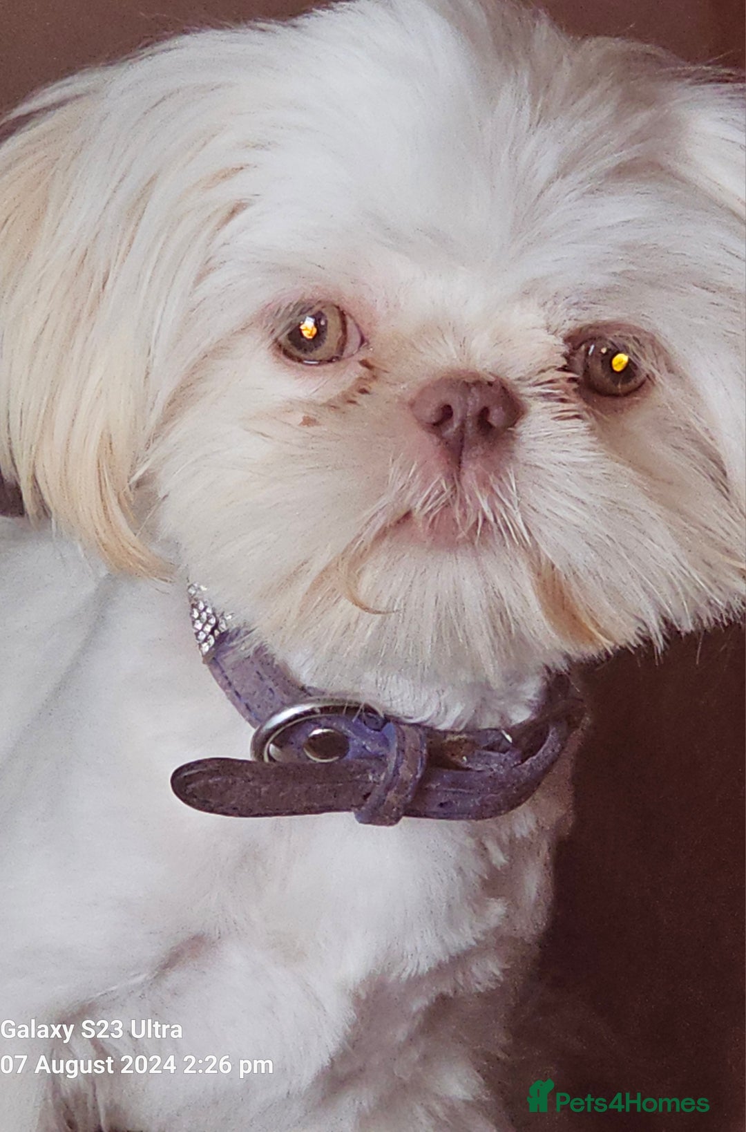 Shih Tzu dogs for sale: Pedigree smallest possible size Shih Tzu - Advert 27