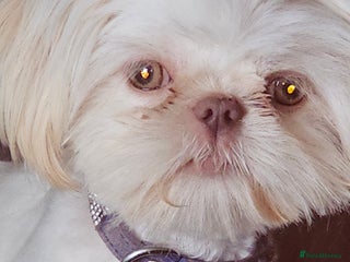 Shih Tzu dogs Pedigree smallest possible size Shih Tzu - Advert 18