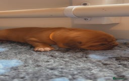 Dogue De Bordeaux dogs for sale: Beautiful KC Dogue De Bordeaux Puppies - Image 12