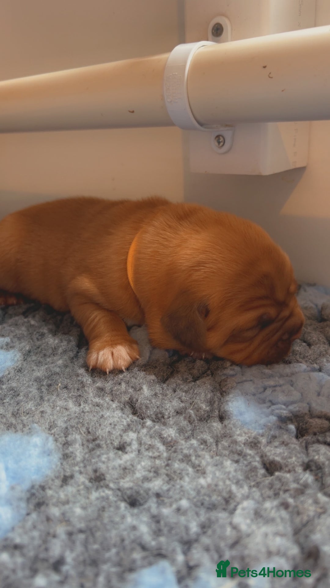 Dogue De Bordeaux dogs for sale: Beautiful KC Dogue De Bordeaux Puppies - Image 12