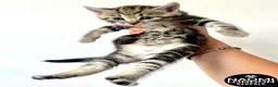 Bengal cats for sale: 💙🩵 BENGAL TWIN KITTENS 🩵💙 - Advert 18