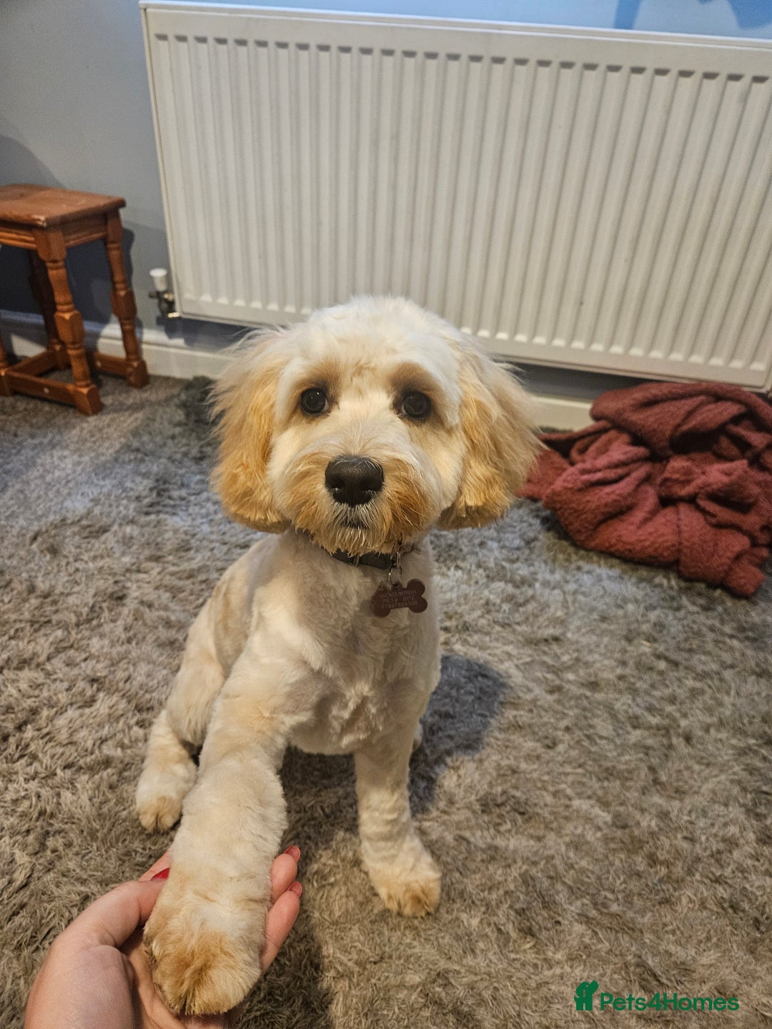 Cockapoo dogs for sale: 6 month old cockapoo  - Advert 2