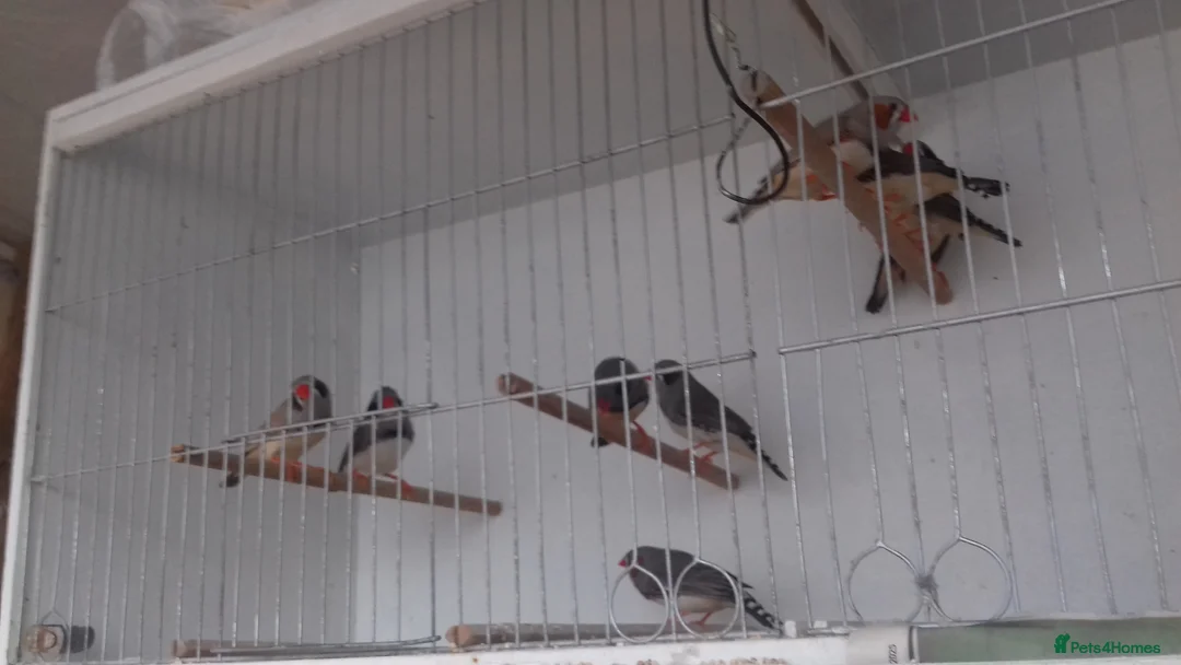 Finches birds for sale: Australian zebra finch - Advert 2