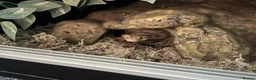 Python Snake reptiles for sale: ball python  in Rushden - Advert 1
