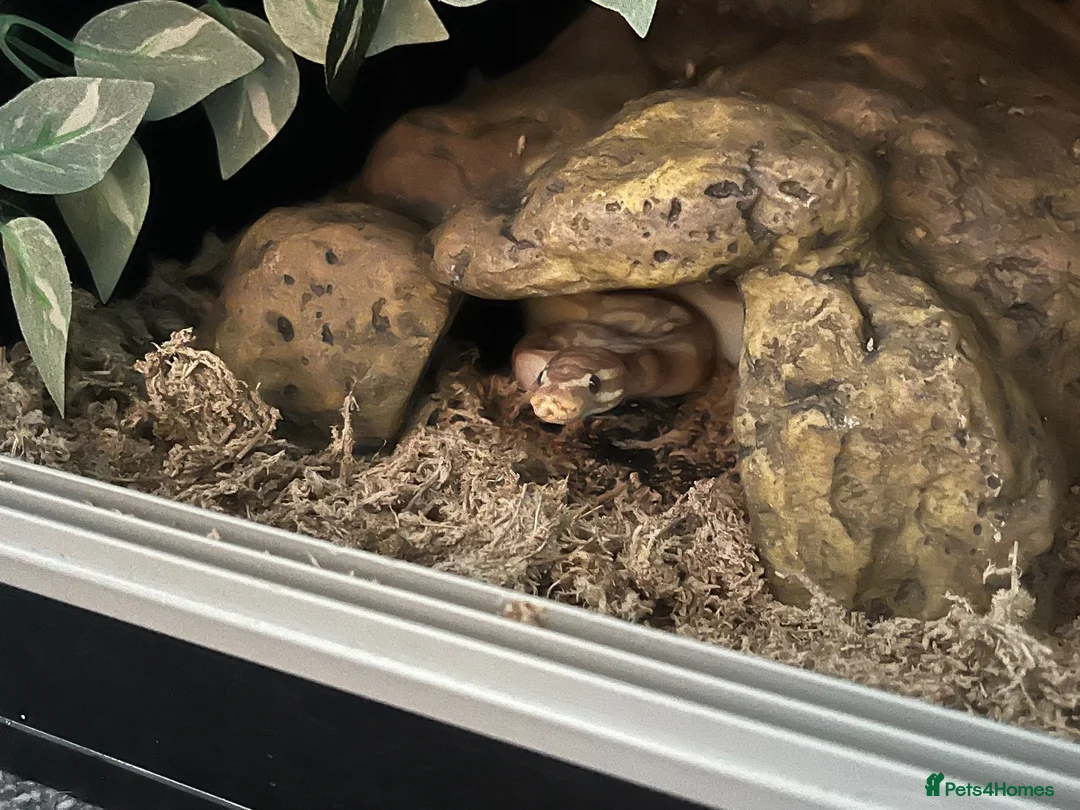 Python Snake reptiles for sale: ball python  in Rushden - Advert 1