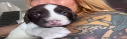 English Springer Spaniel dogs for sale: English Springer Spaniel Pups - Advert 6