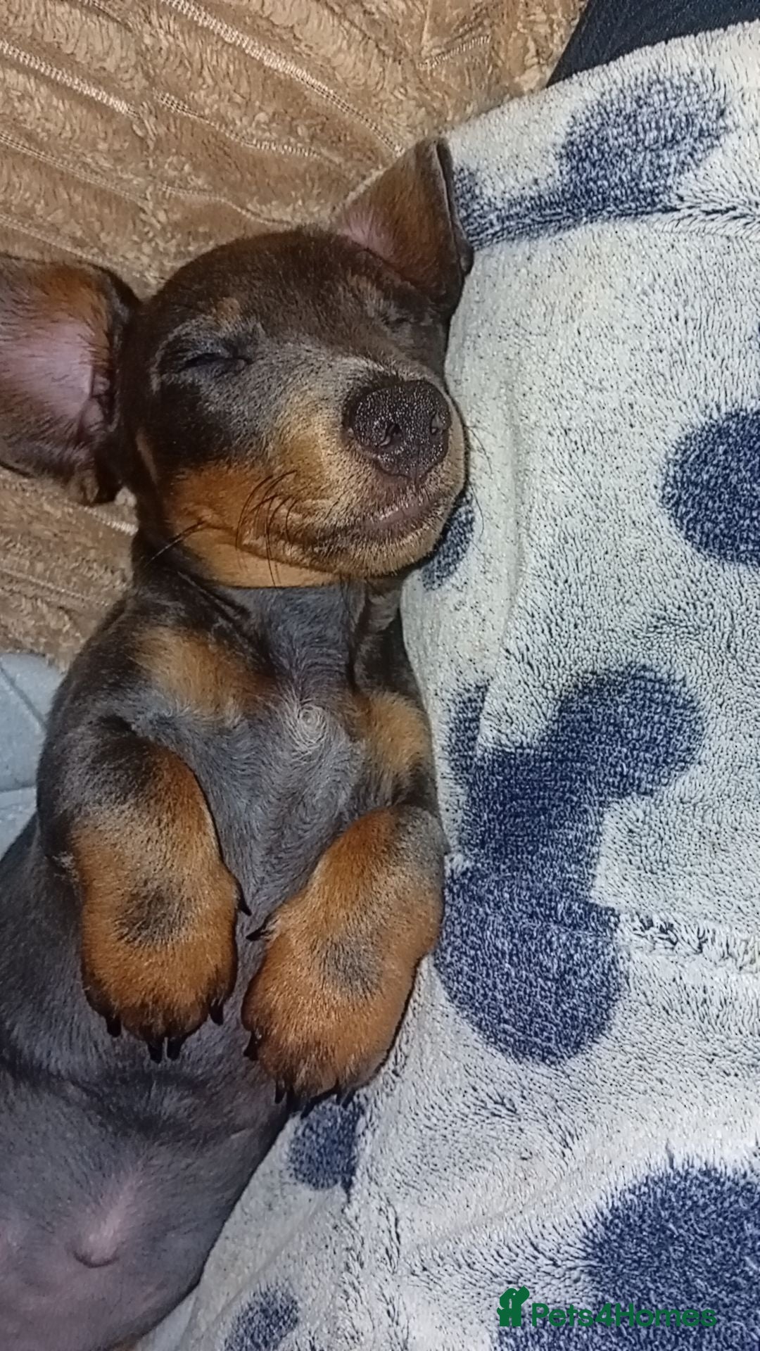 Dachshund dogs Miniature dachshund  - Advert 16