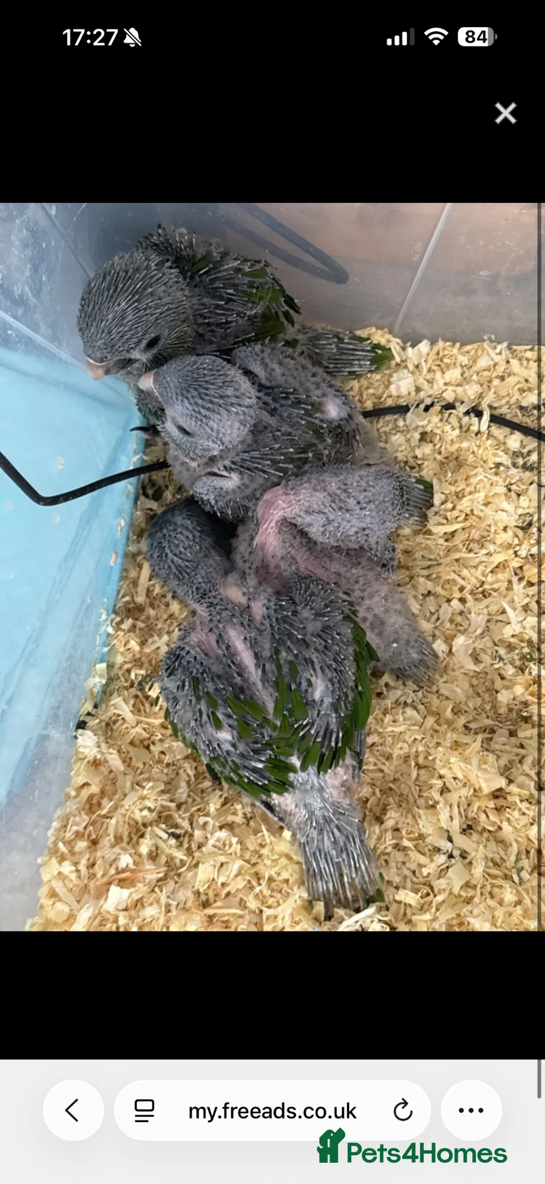 Macaws birds for sale: 4 hand reared baby Hahns macaw - Advert 6