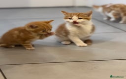 European cats for sale: Kittens 🐱  - Image 10