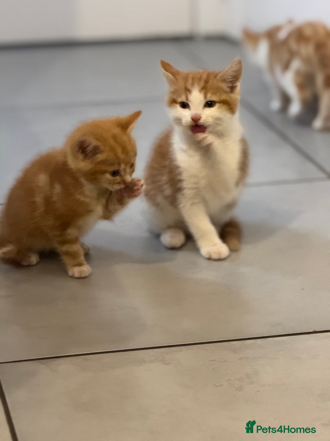 European cats for sale: Kittens 🐱  - Image 10