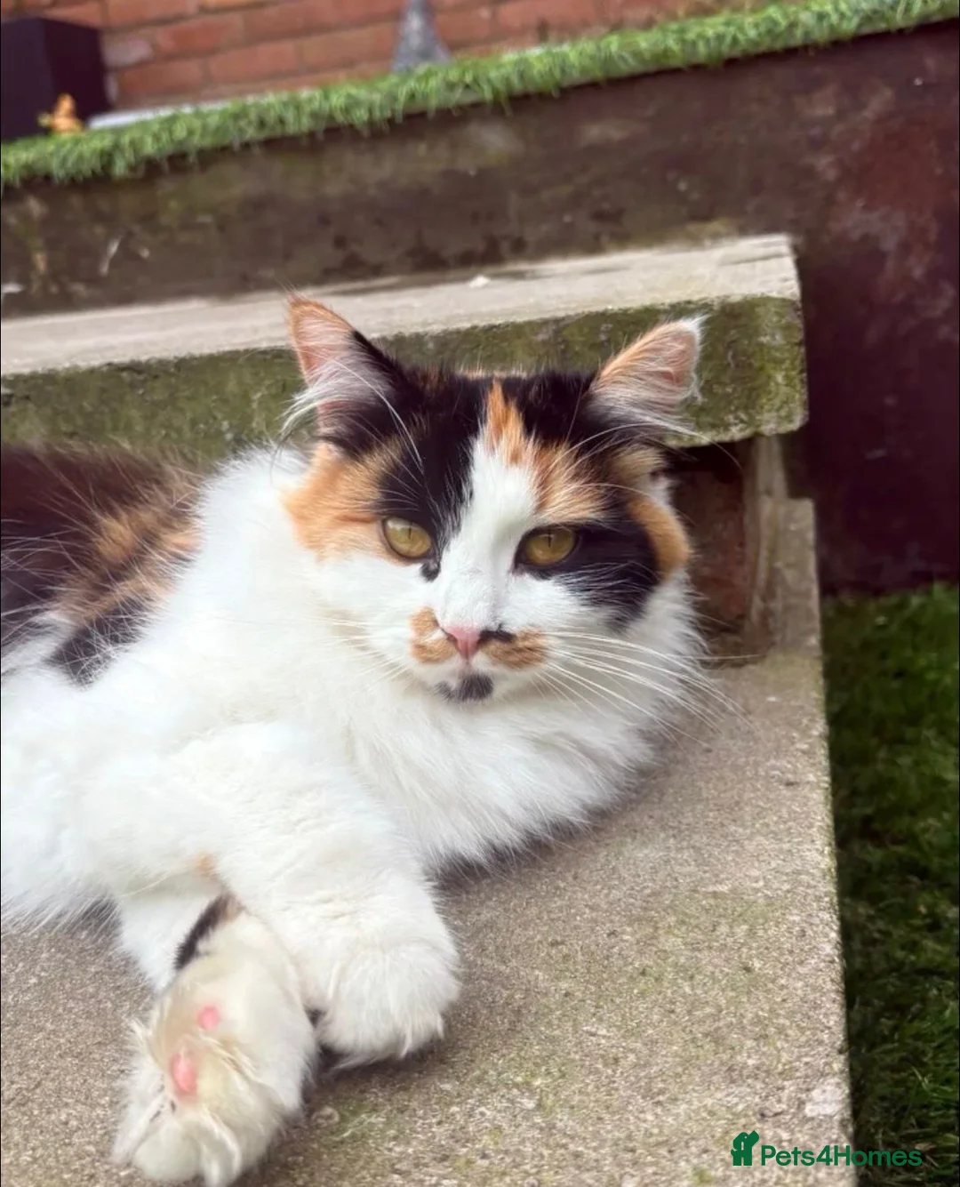 Mixed Breed cats for sale: Beautiful litter of black and white kittens  - Advert 9